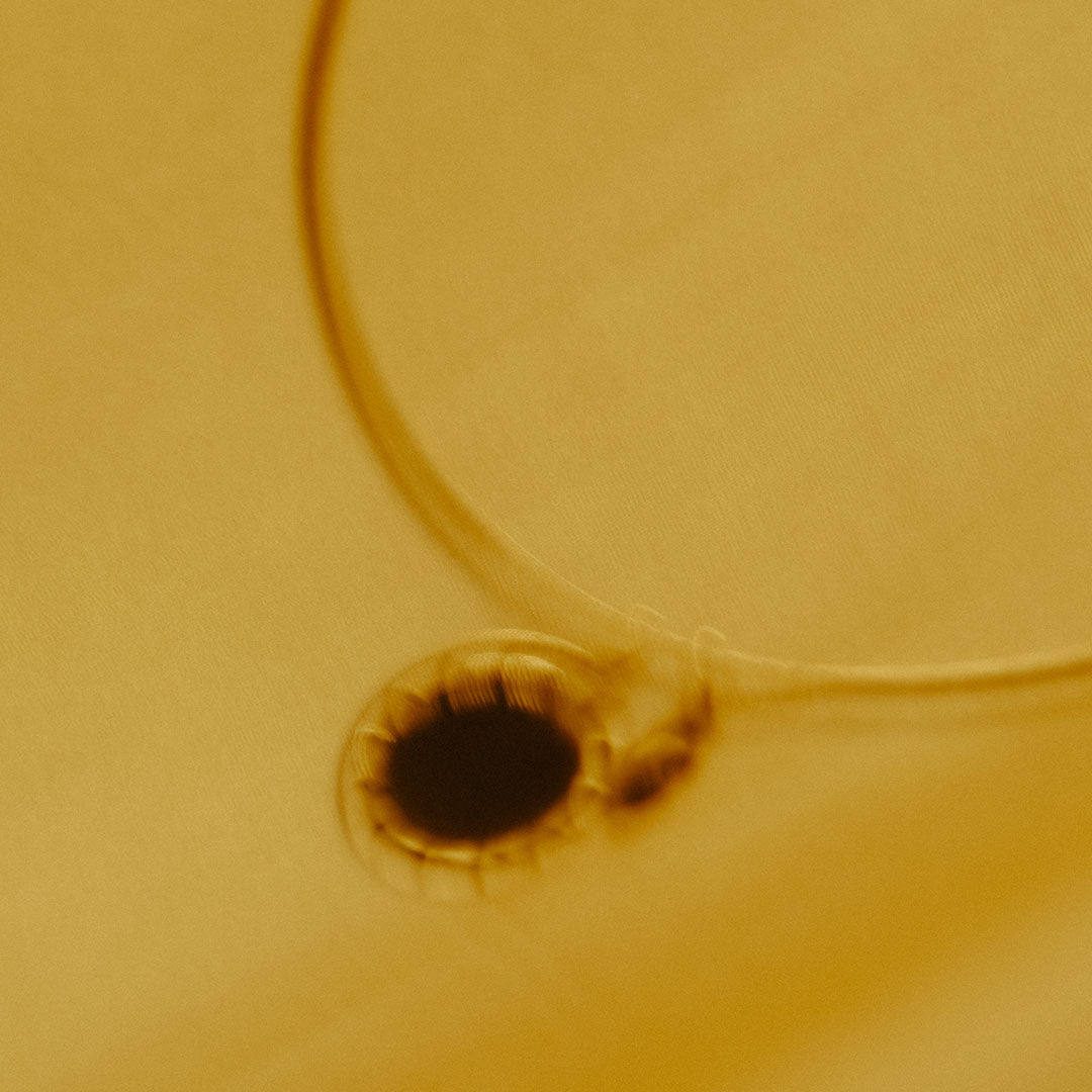Wire, [Choker Kolye]